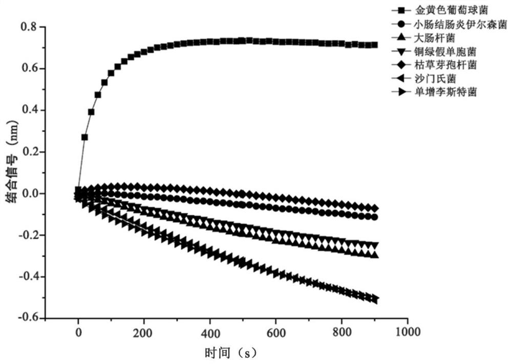 Method for rapidly detecting S.aures by combining bacteriophage lyase with BLI