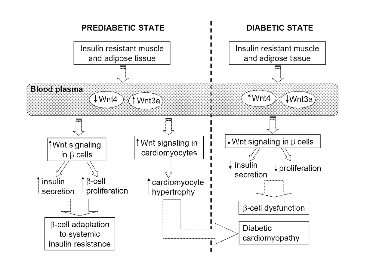 A method for the early diagnosis of a pre-diabetic state and type 2