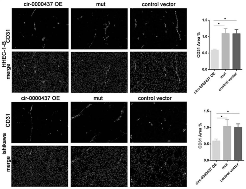 A kind of micropeptide and medicine for treating cancer