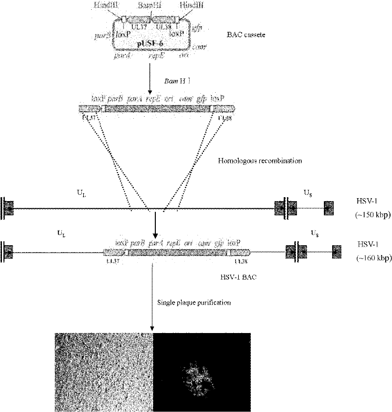 Method for constructing HSV-1 BAC system carrying luciferase report genes