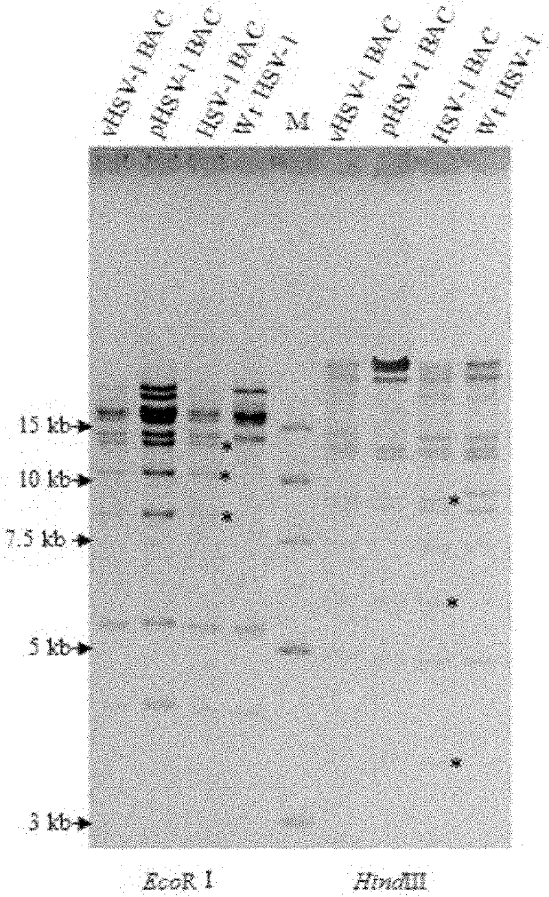 Method for constructing HSV-1 BAC system carrying luciferase report genes