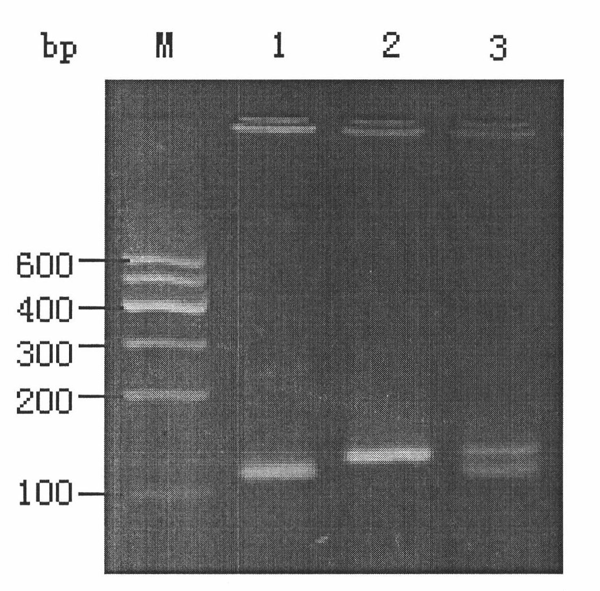 Method for identifying gene polymorphism rs2274976 of human MTHFR