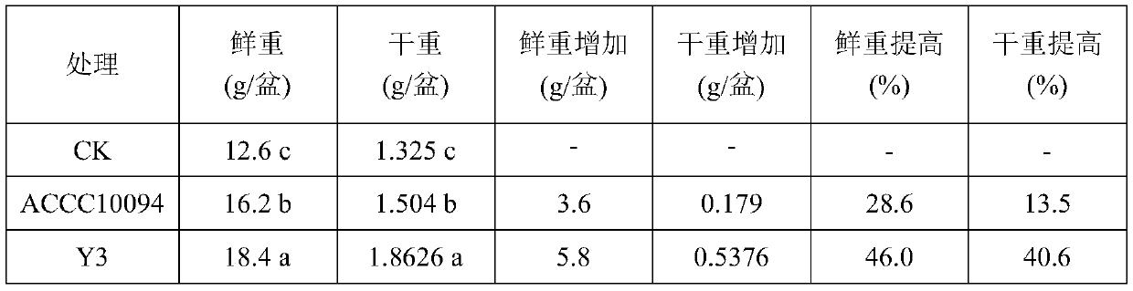 Bacillus circulans y3 and its application in controlling soil-borne diseases of crops