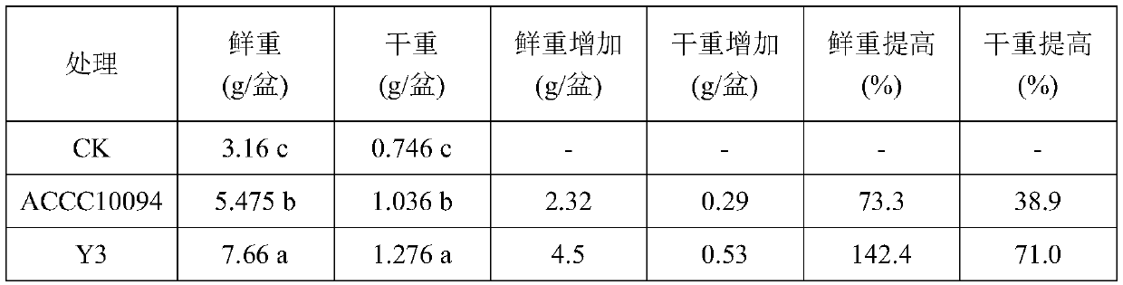 Bacillus circulans y3 and its application in controlling soil-borne diseases of crops