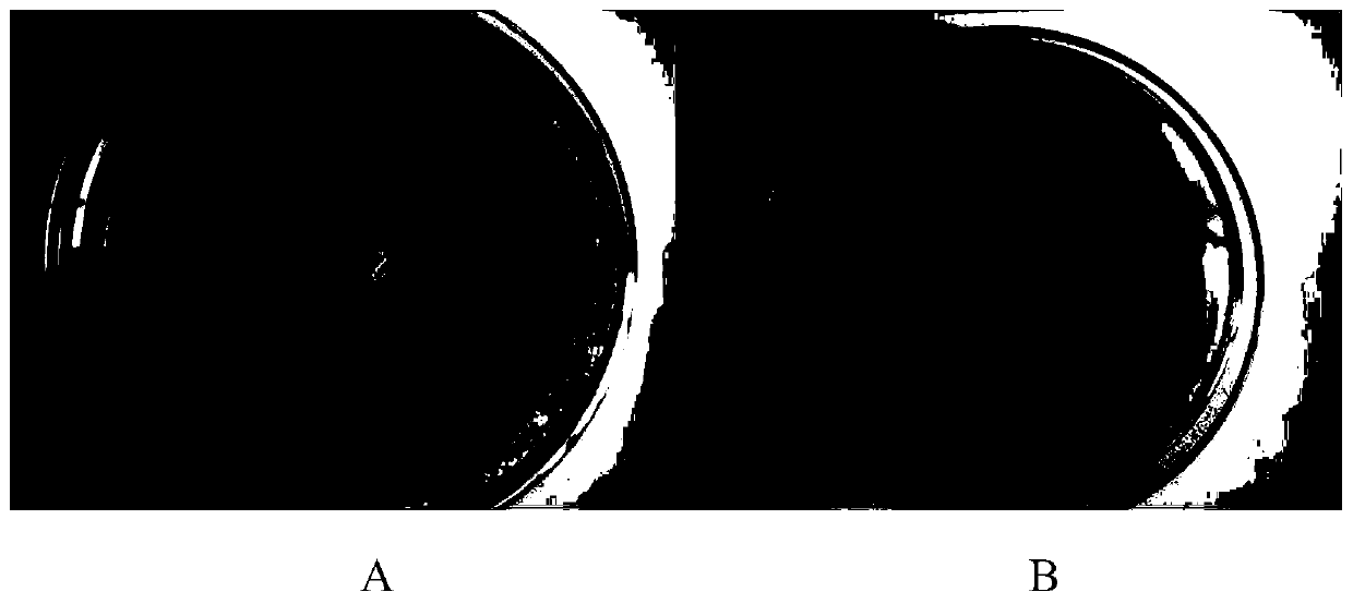 Bacillus circulans y3 and its application in controlling soil-borne diseases of crops