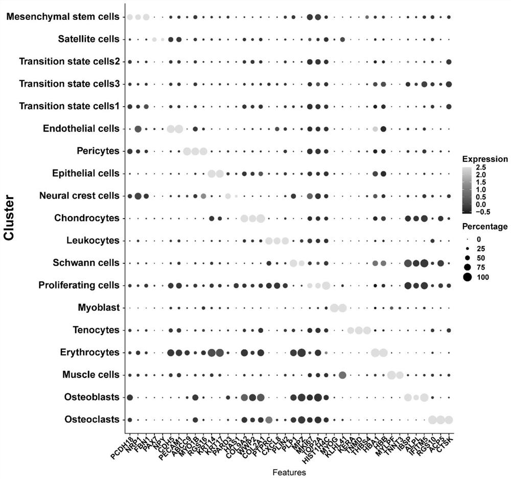 Cell development map and development marker gene of mandible tissue of human four-month-old embryo