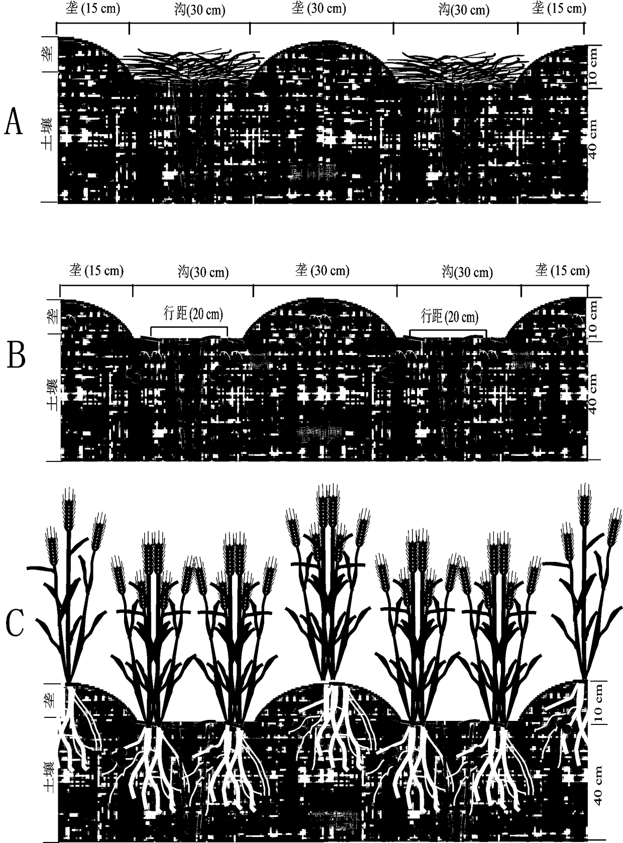 Method for planting winter wheat on concave-convex ground surfaces