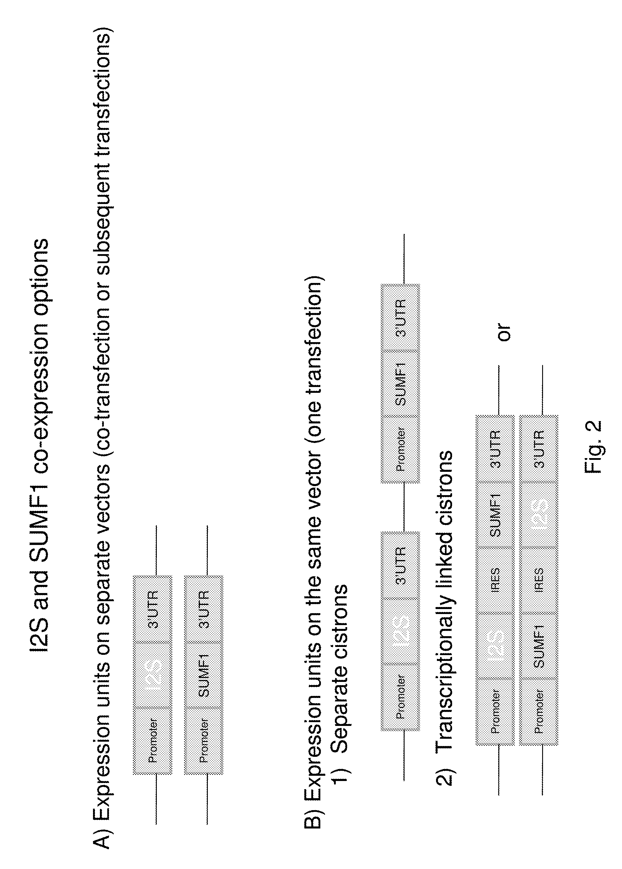 Method of producing recombinant iduronate-2-sulfatase