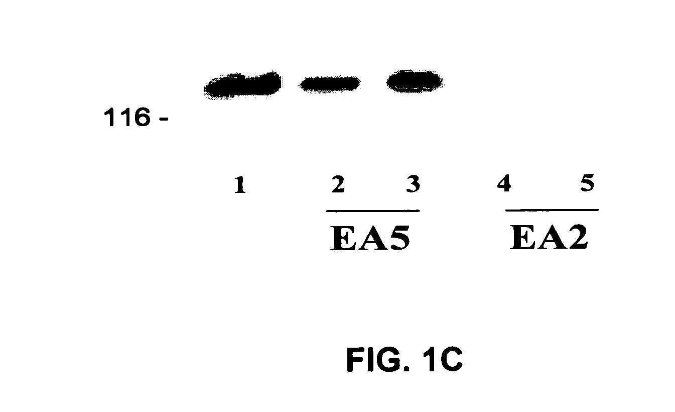 EphA2 agonistic monoclonal antibodies and methods of use thereof