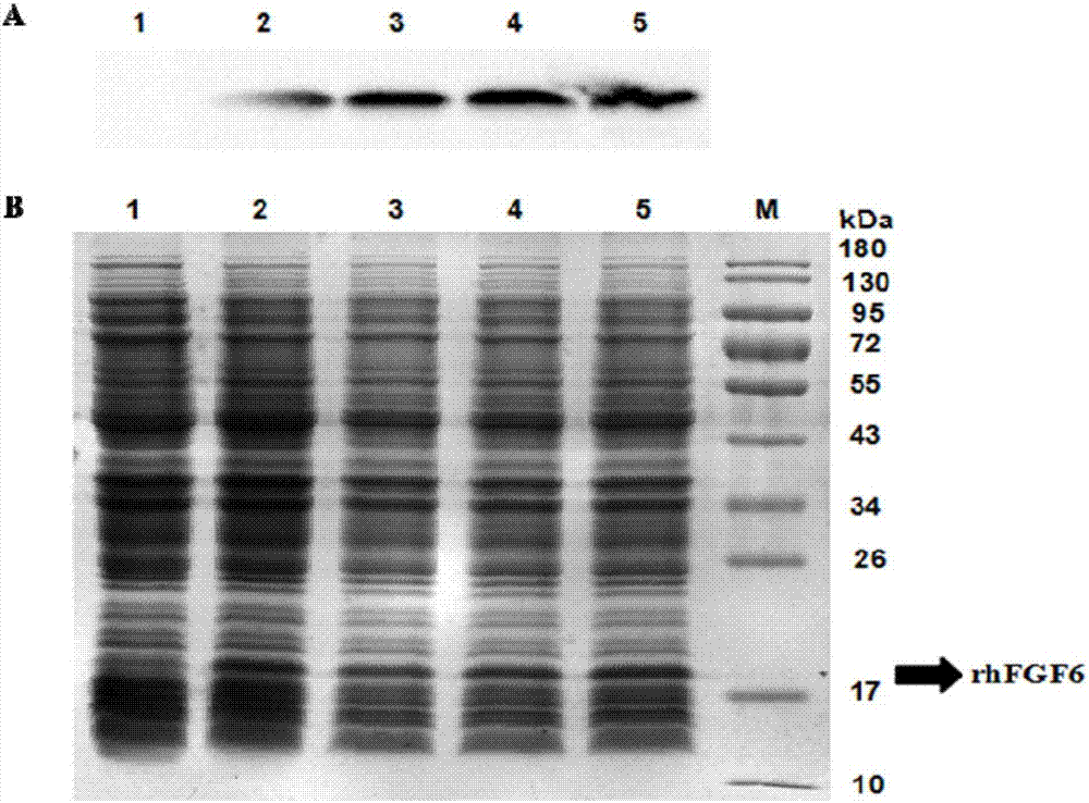 Nucleic acid fragment for encoding rhFGF-6, expression vector, host cell, production method and application