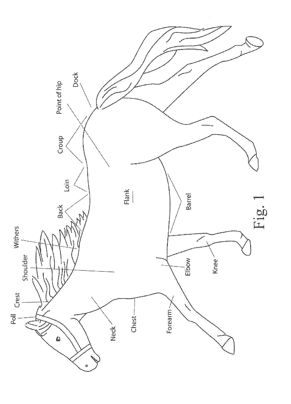 Equine blanket and adjustable blanket system