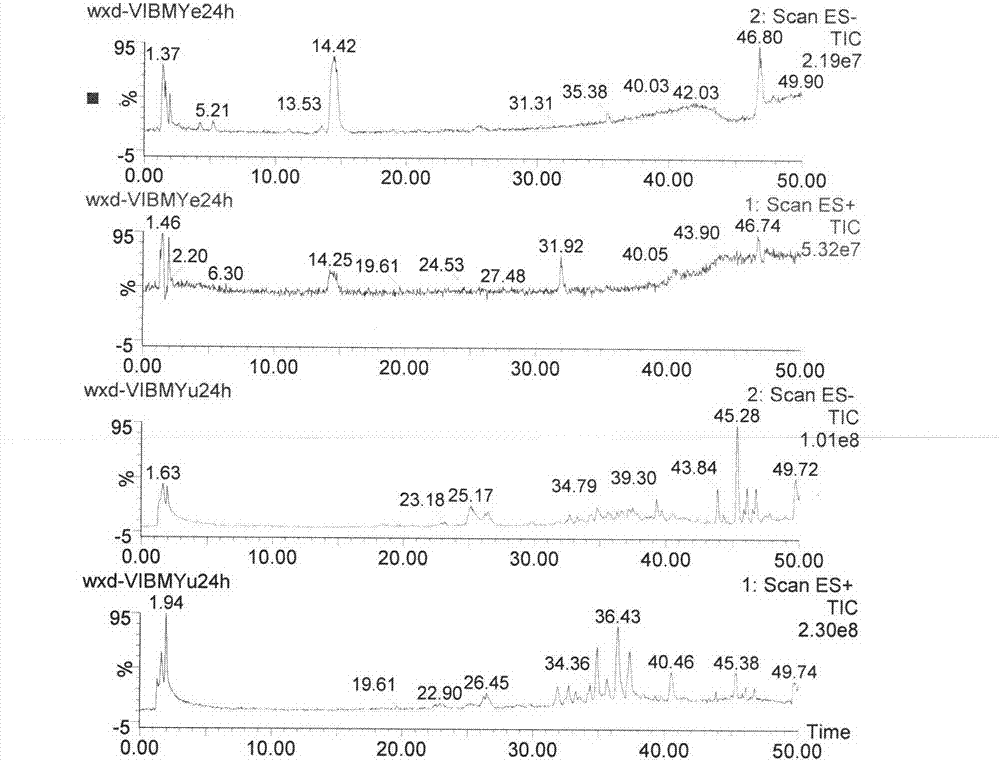 New method for using model organism zebrafish to research metabolism of glucoside compound asperosaponin VI