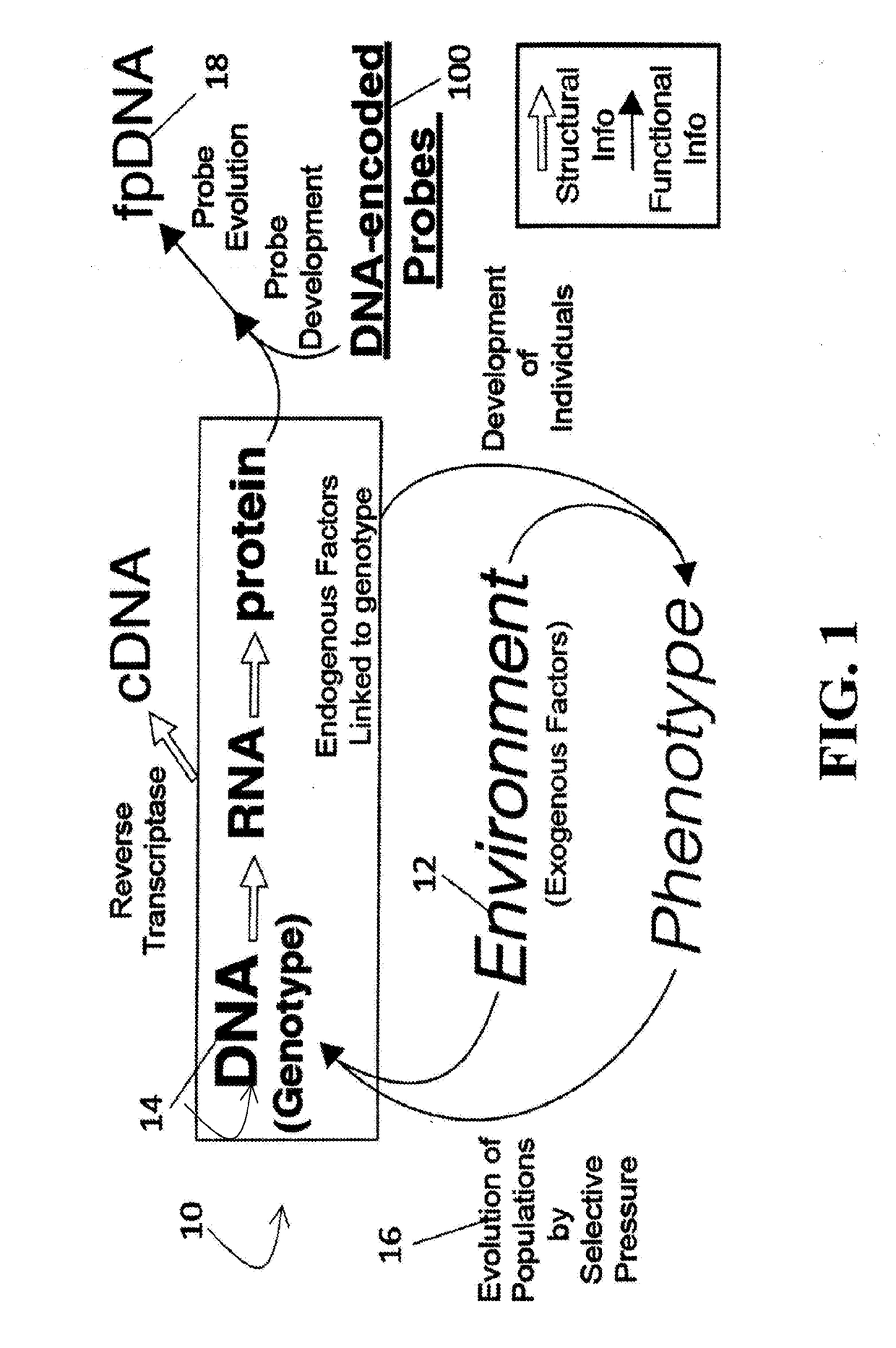 Systems and methods for proteomic activity analysis using dna-encoded probes