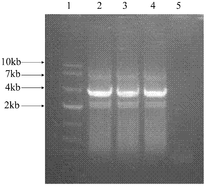 Recombinant denovirus for expressing foot-and-mouth disease virus type A empty capsid, and application thereof