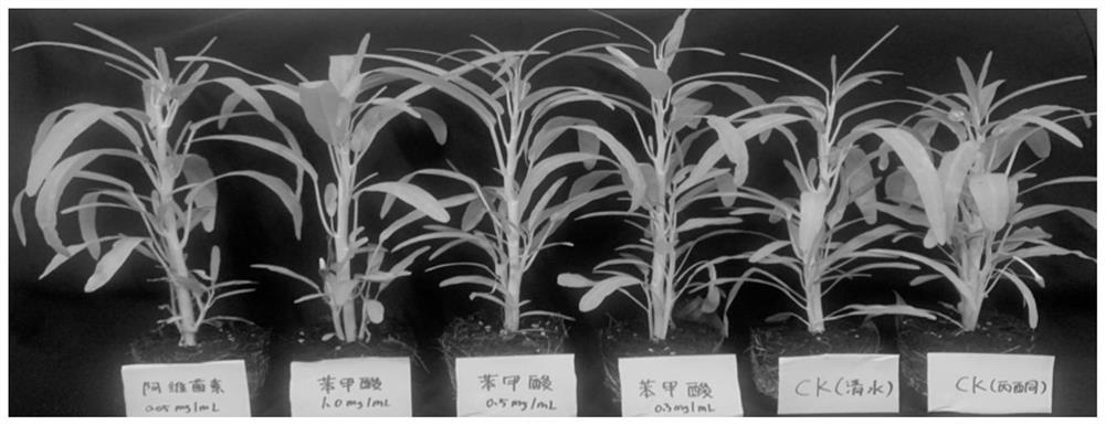 Application of benzoic acid in prevention and treatment of plant nematode diseases