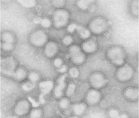 Virus split deactivation method for human influenza virus split vaccine