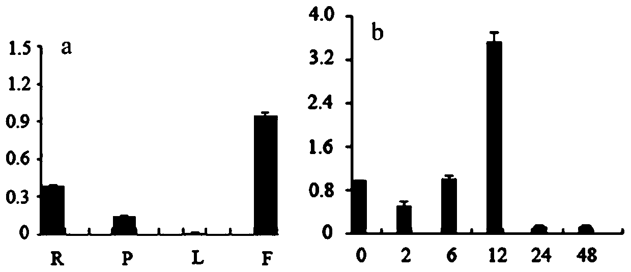 Cymbidium goeringii CgWRKY40 gene and application thereof