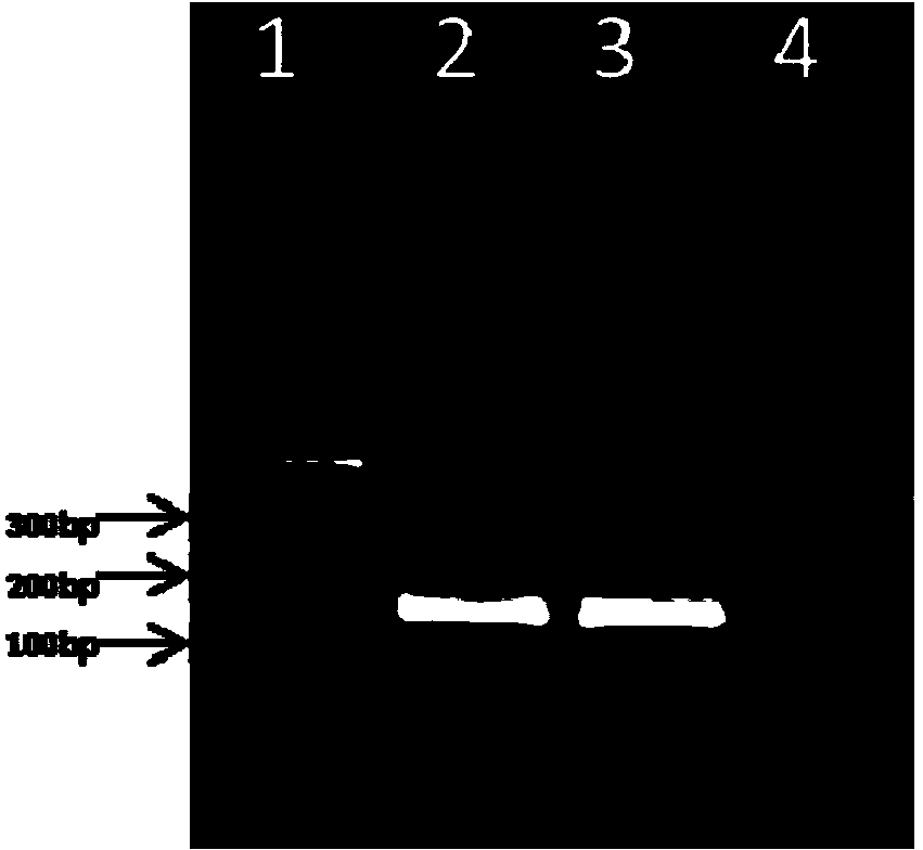 Kit and method for detecting human parvovirus B19