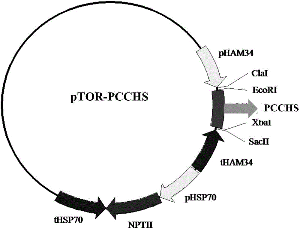 Chitin synthase of phytophthora capsici as well as gene and application of chitin synthase