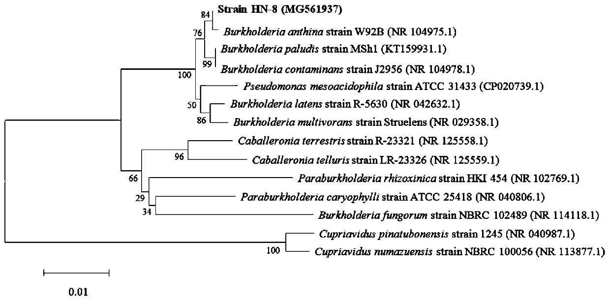 A dsf quorum sensing signal degrading bacteria and its application in plant disease control