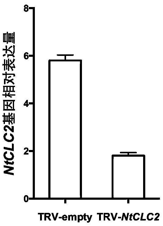 Tobacco chloride ion channel protein NtCLC2 and application thereof