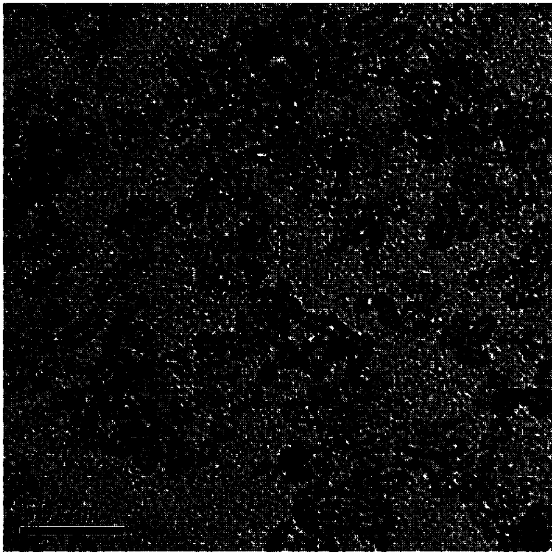 Quantum dot-polyelectrolyte fluorescent nano complex and application thereof