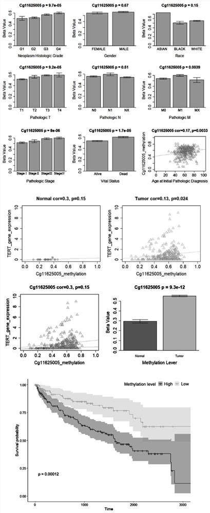 Primer composition for detecting TERT promoter methylation and application thereof