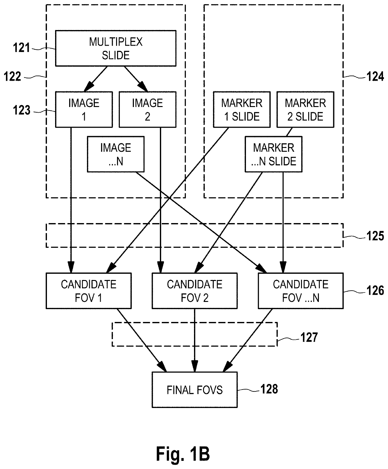 Image processing systems and methods for displaying multiple images of a biological specimen