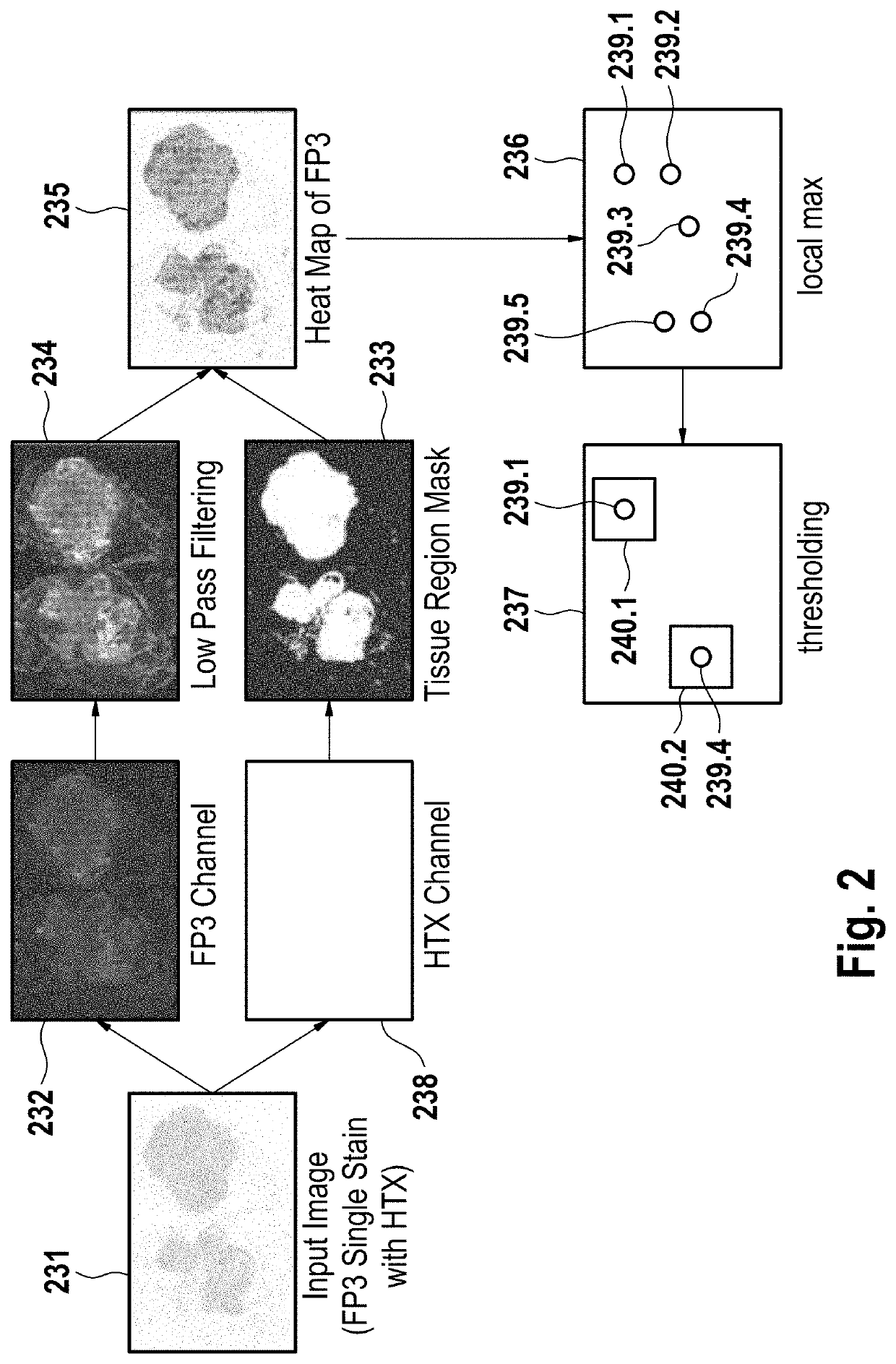 Image processing systems and methods for displaying multiple images of a biological specimen