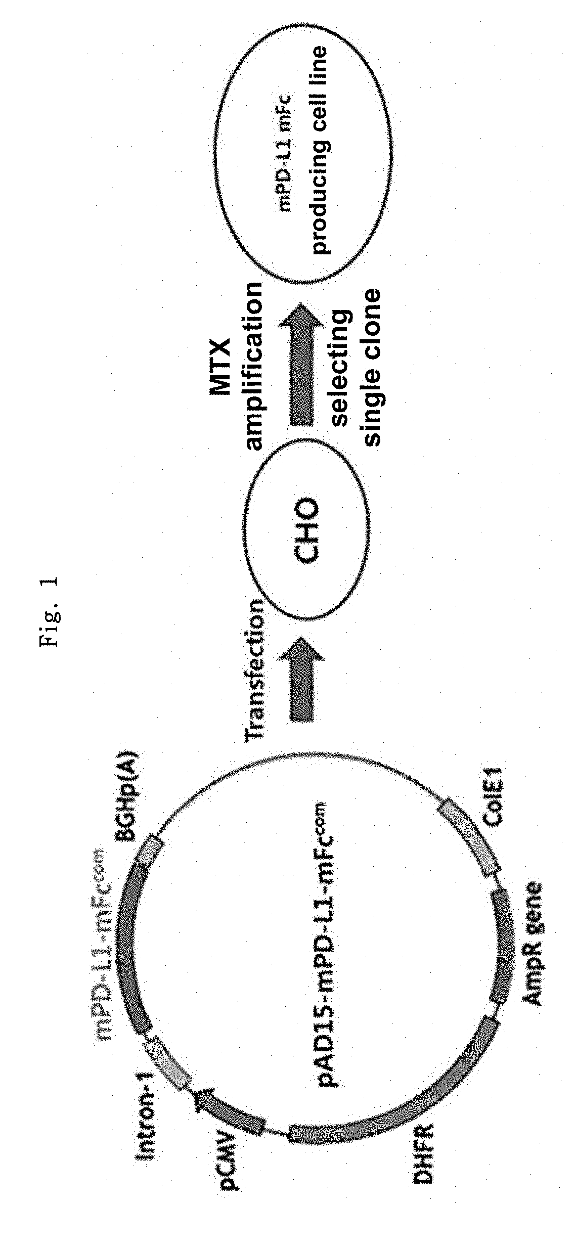 Pd-l1 fusion protein and use thereof