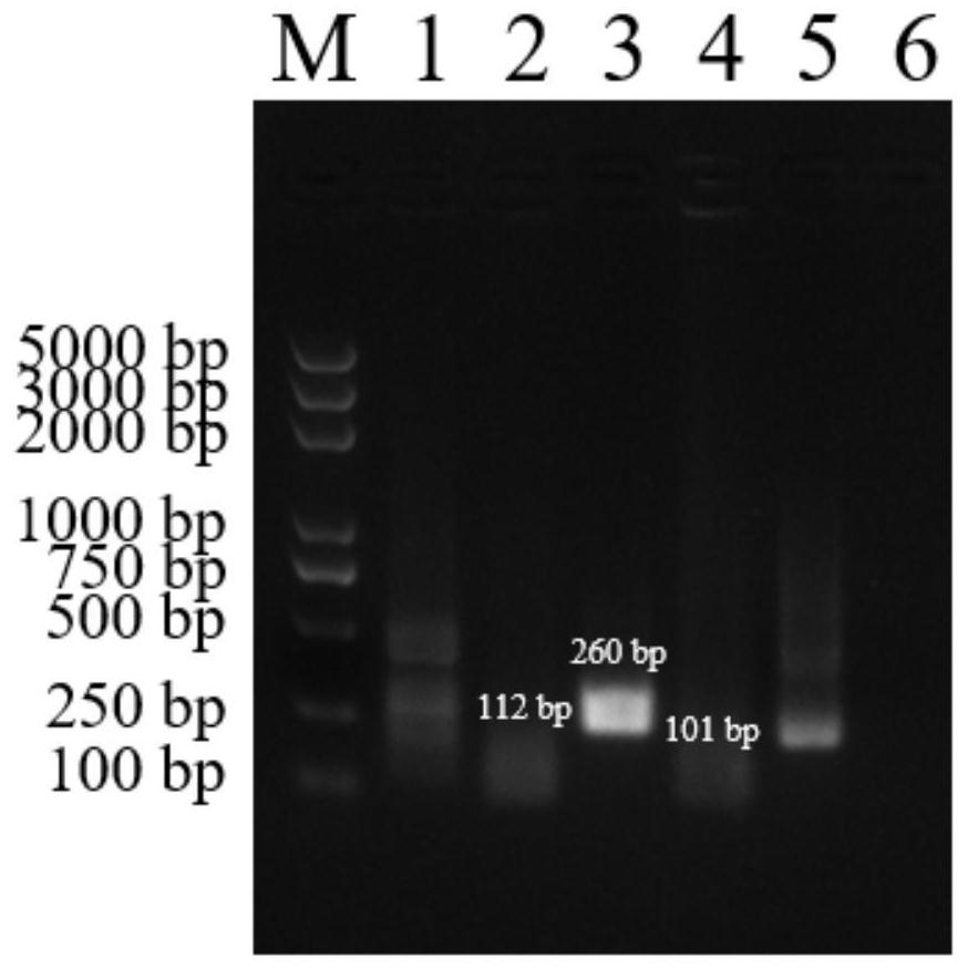 Kit of double RPA detection of aphthovirus and vesicular stomatitis virus