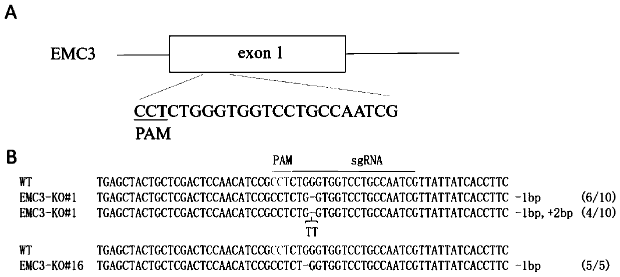 Application and fixed-point knockout method of EMC3 gene