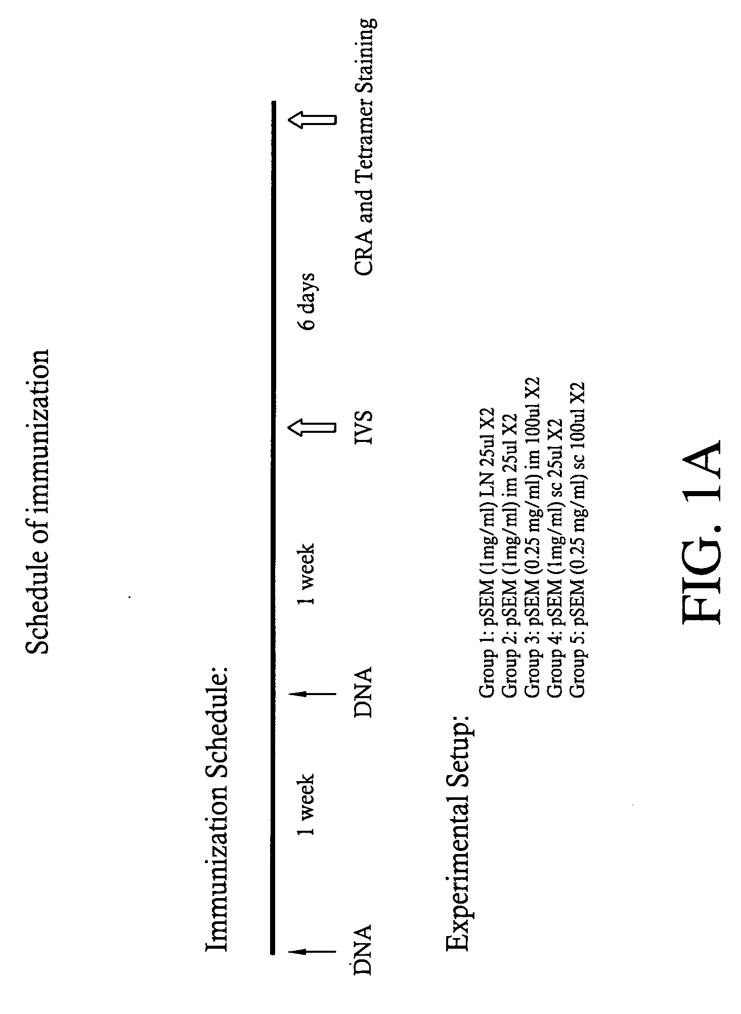 Methods to elicit, enhance and sustain immune responses against MHC class I-restricted epitopes, for prophylactic or therapeutic purposes