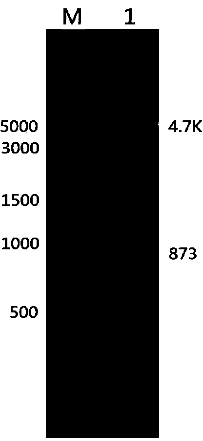 General type PiggyBac transposon transgenosis carrier and preparation method thereof