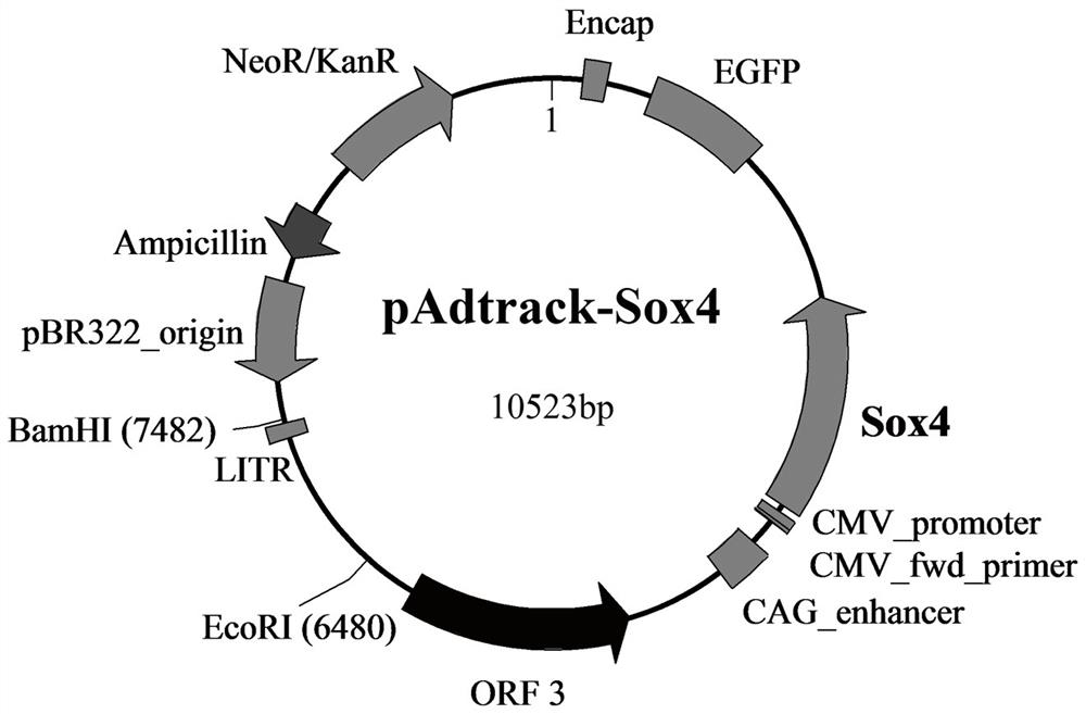 Preparation and purification method of recombinant adenovirus expressing sox4 gene