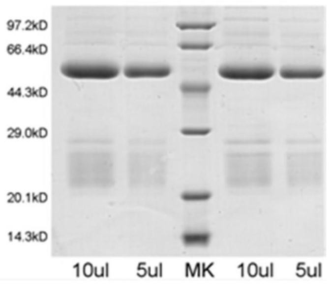 Salmonella and bacteria total number rapid synchronous multiple detection method and kit