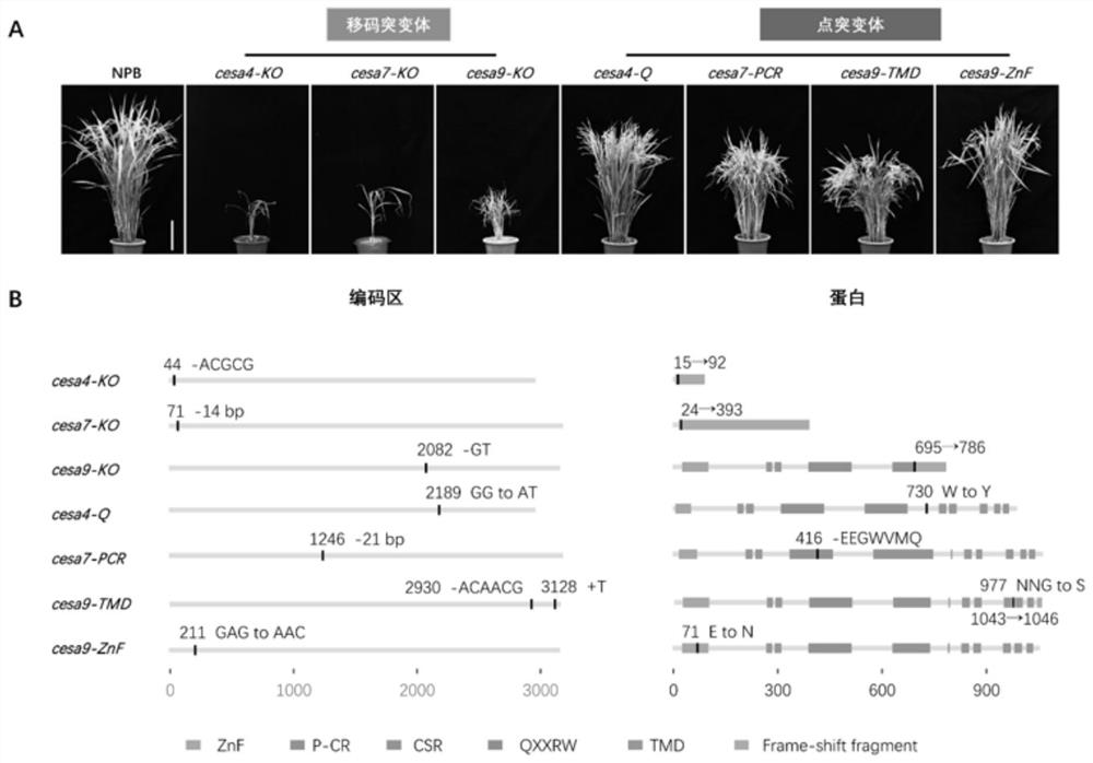 Method for site-directed mutagenesis of plant cellulose synthase CESA and application of cesa mutant in preparation of nanocrystals