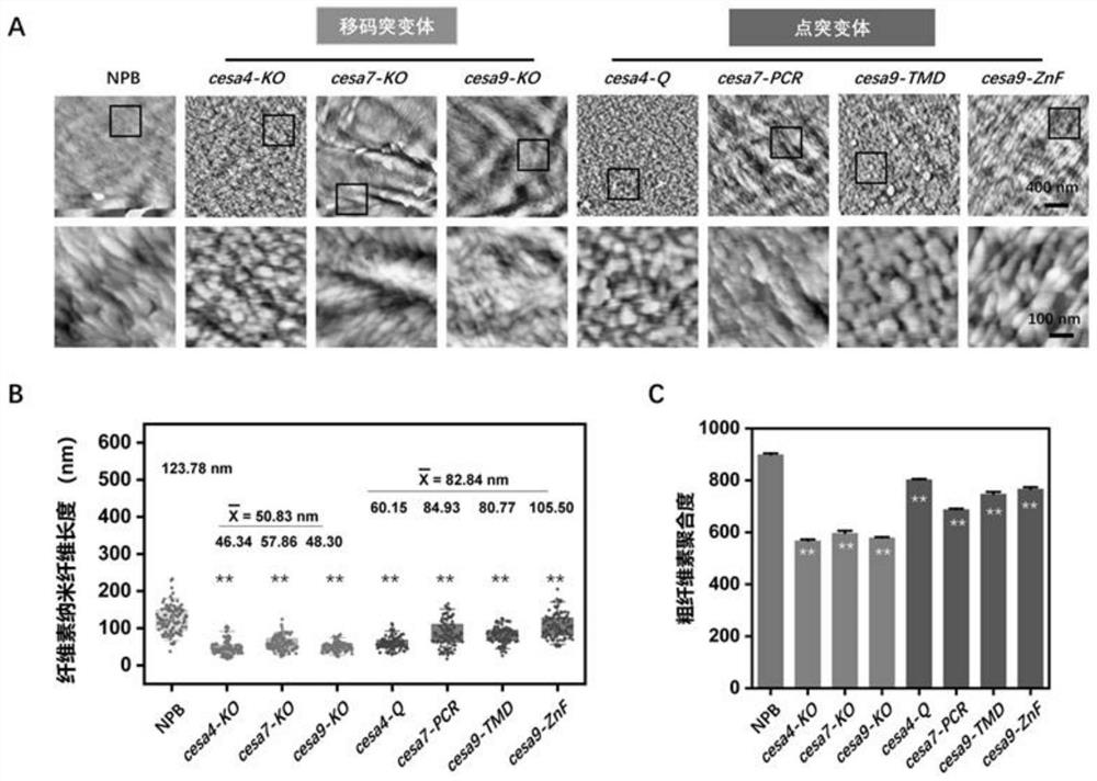 Method for site-directed mutagenesis of plant cellulose synthase CESA and application of cesa mutant in preparation of nanocrystals