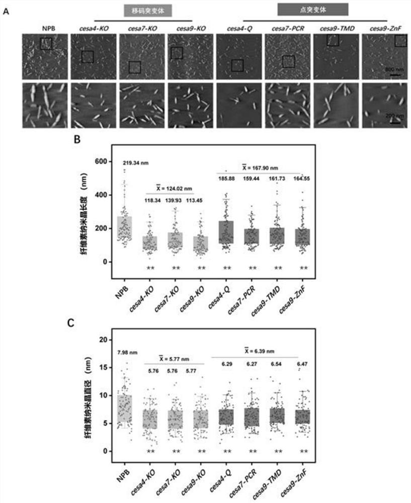 Method for site-directed mutagenesis of plant cellulose synthase CESA and application of cesa mutant in preparation of nanocrystals