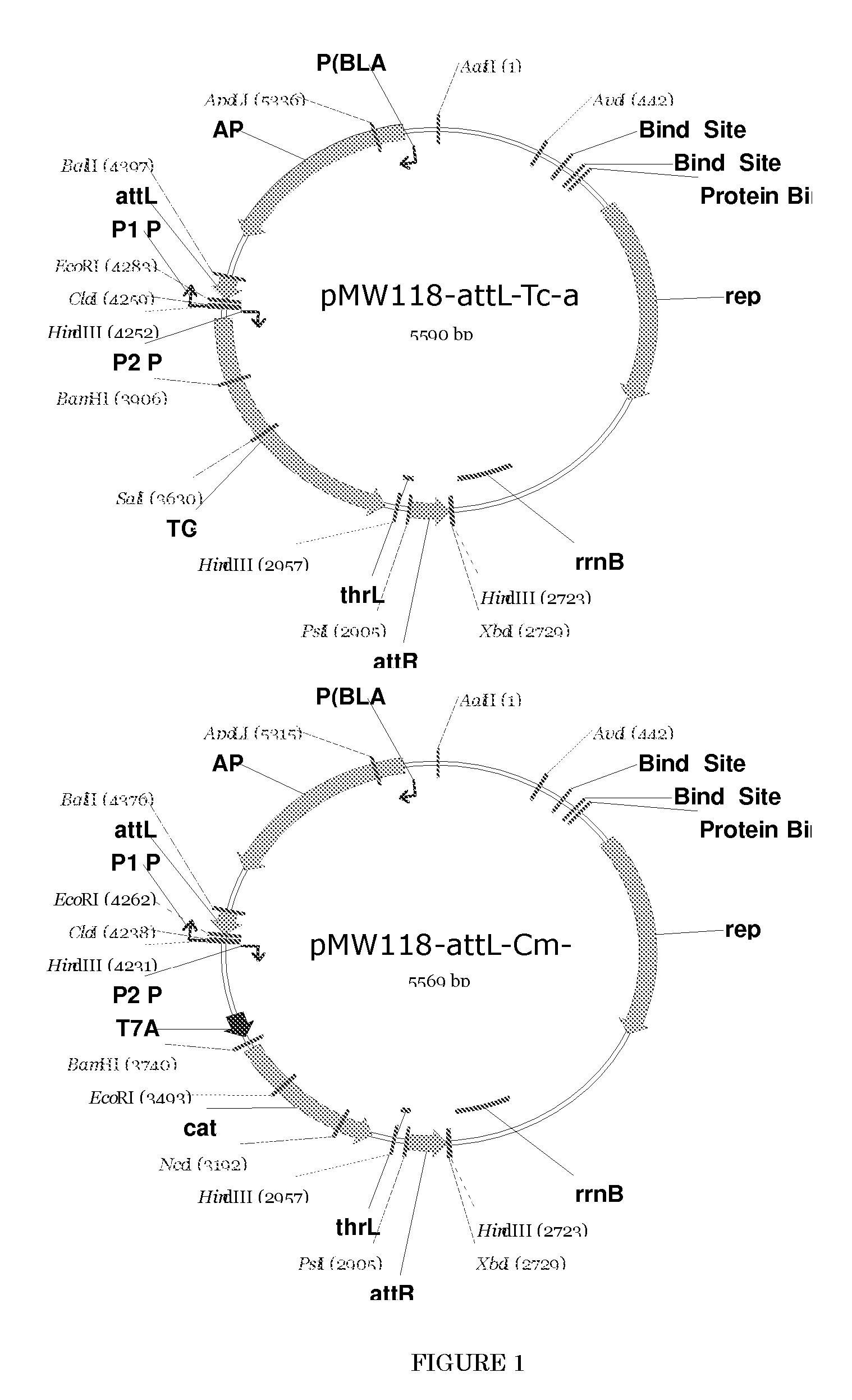 L-amino acid producing microorganism and a method for producing L-amino acid