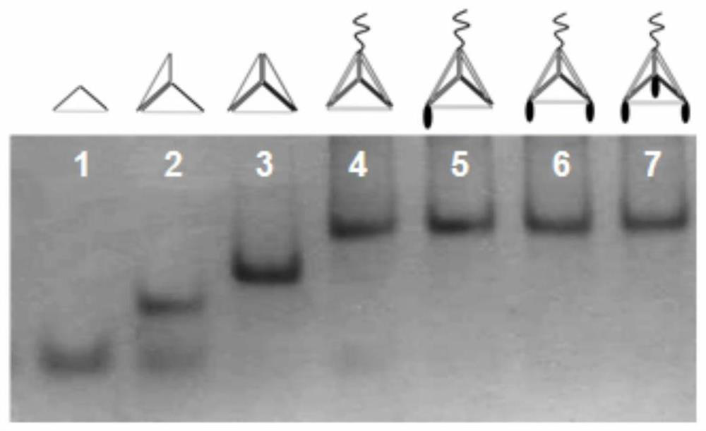 A kind of functional modification method of cell membrane