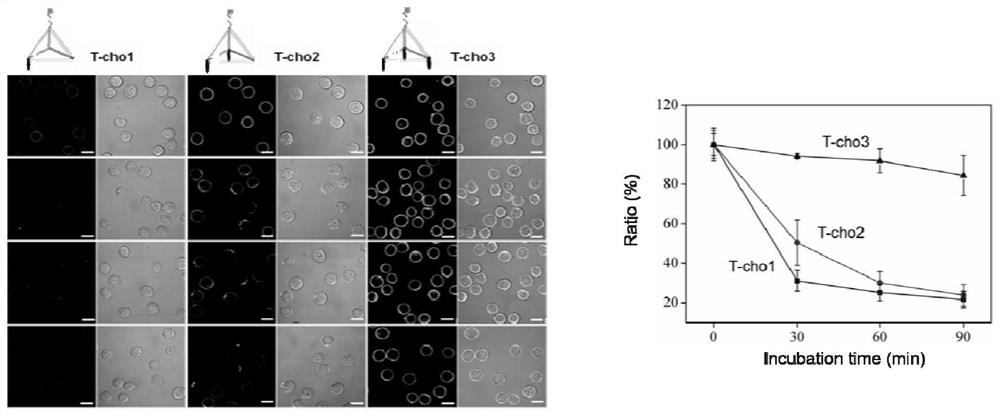 A kind of functional modification method of cell membrane