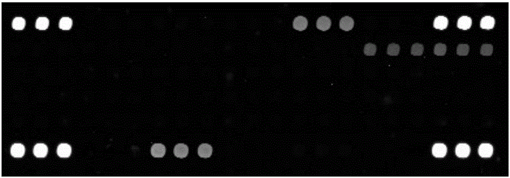 Gene chip for detecting beta-proteobacteria communities in marine environment