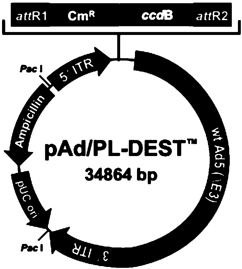 Adenovirus vector and construction method thereof