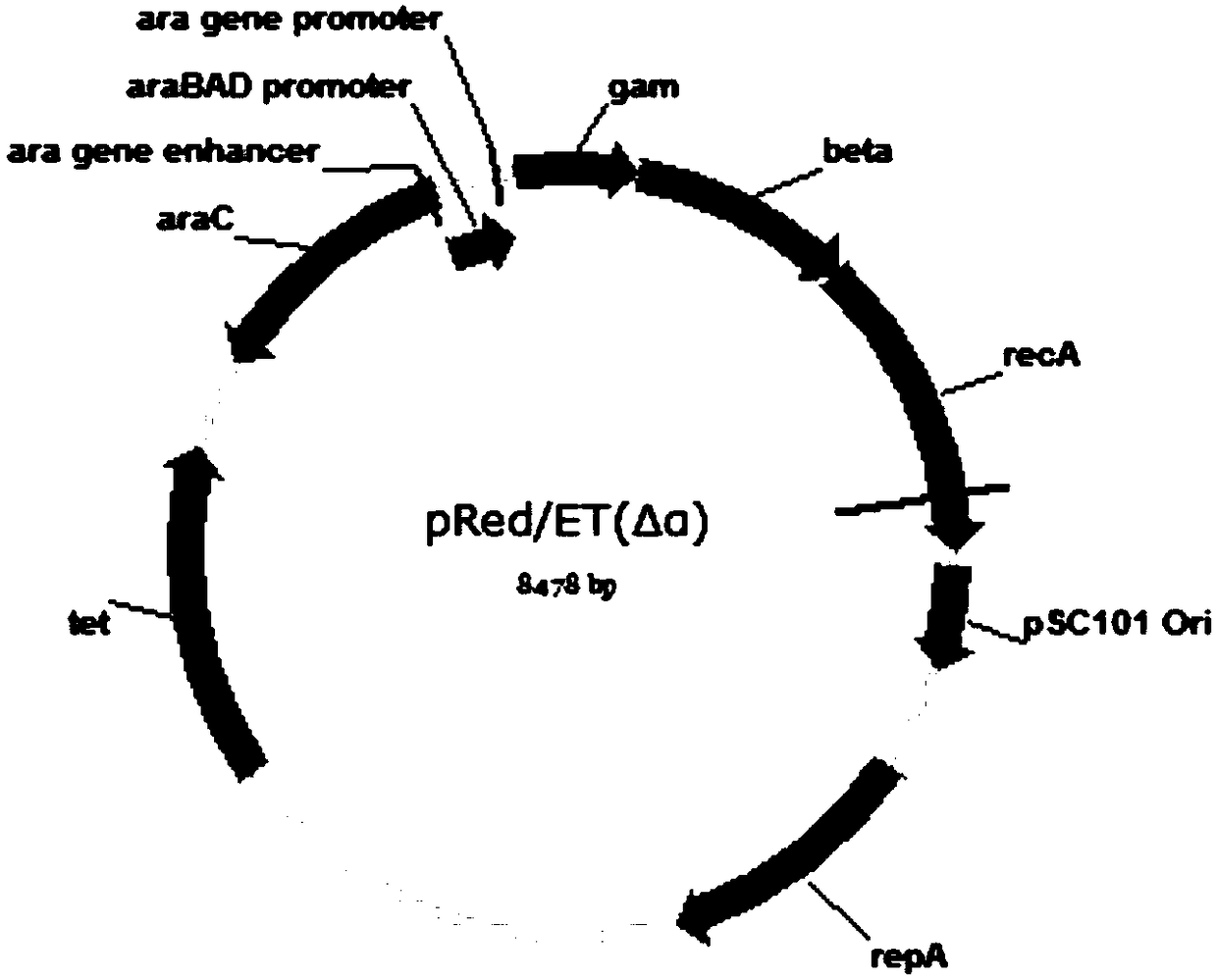 Adenovirus vector and construction method thereof