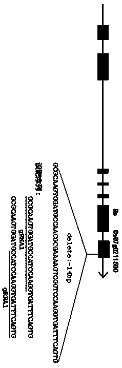 Method for creating red rice strain by targeting Rc gene by using gene edition technique