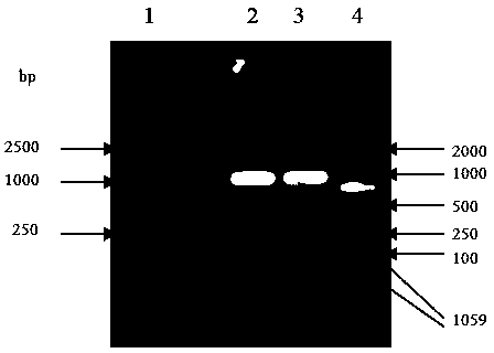 Enzyme-linked immuno sorbent assay (ELISA) kit for detecting sheep pseudo rabies virus (PRV) antibody