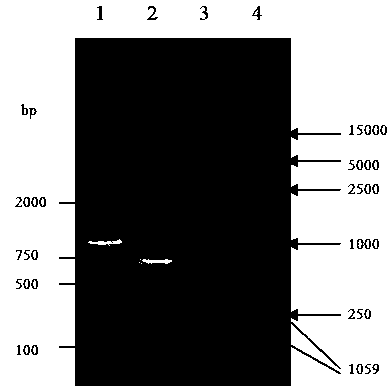 Enzyme-linked immuno sorbent assay (ELISA) kit for detecting sheep pseudo rabies virus (PRV) antibody