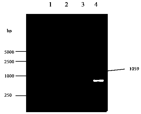 Enzyme-linked immuno sorbent assay (ELISA) kit for detecting sheep pseudo rabies virus (PRV) antibody