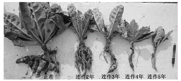 Antagonistic bacterium for controlling radix rehmannia root rot and application of antagonistic bacterium